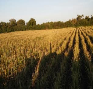 Fotografía de campo del informe original de Nano-Gro