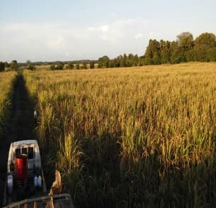 Fotografía de campo del informe original de Nano-Gro