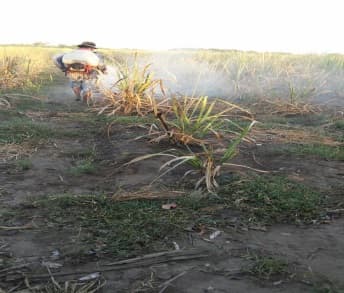 Fotografía de campo del informe original de Nano-Gro