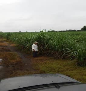 Fotografía de campo del informe original de Nano-Gro