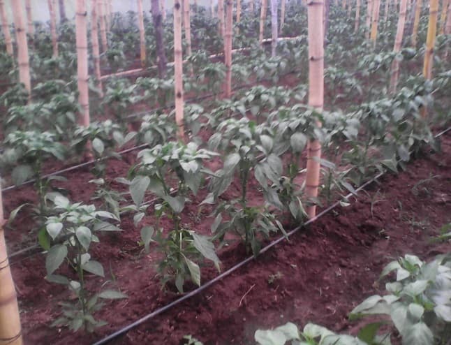 Fotografía de campo del informe original de Nano-Gro