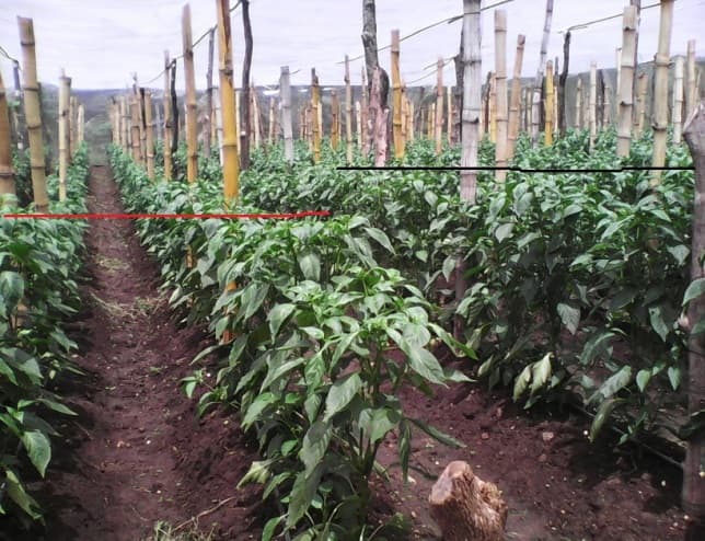 Fotografía de campo del informe original de Nano-Gro