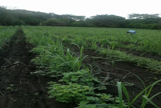 Fotografía de campo del informe original de Nano-Gro