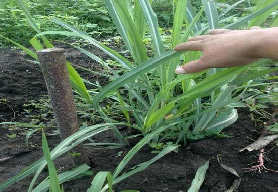 Fotografía de campo del informe original de Nano-Gro