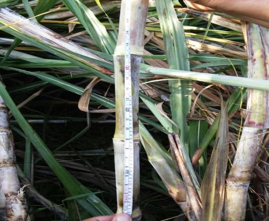 Fotografía de campo del informe original de Nano-Gro