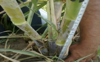 Fotografía de campo del informe original de Nano-Gro