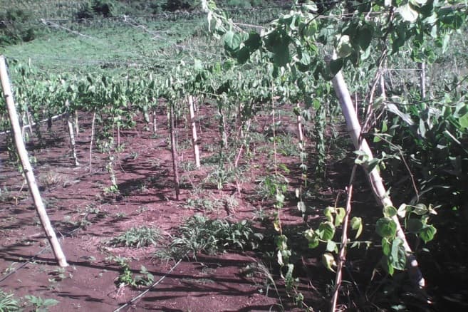Fotografía de campo del informe original de Nano-Gro