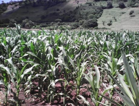 Fotografía de campo del informe original de Nano-Gro