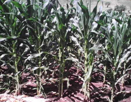 Fotografía de campo del informe original de Nano-Gro