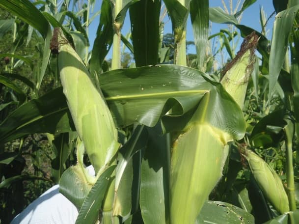 Fotografía de campo del informe original de Nano-Gro