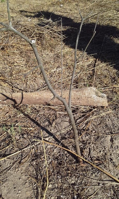 Fotografía de campo del informe original de Nano-Gro