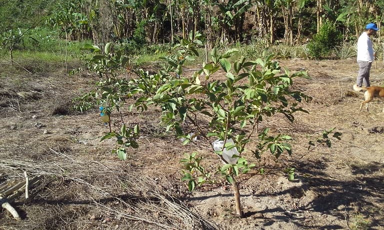 Fotografía de campo del informe original de Nano-Gro