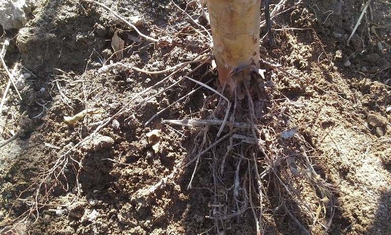 Fotografía de campo del informe original de Nano-Gro