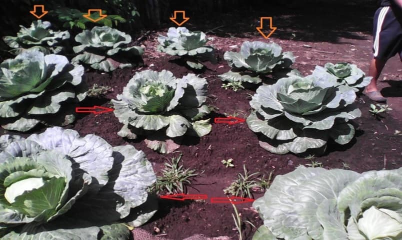 Fotografía de campo del informe original de Nano-Gro