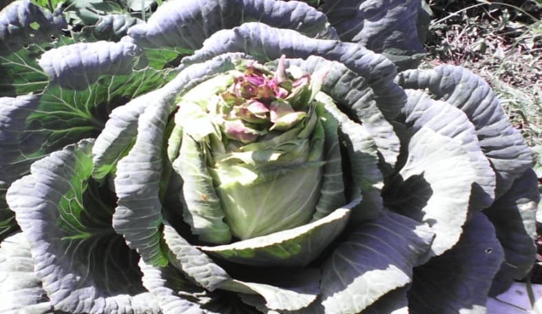 Fotografía de campo del informe original de Nano-Gro