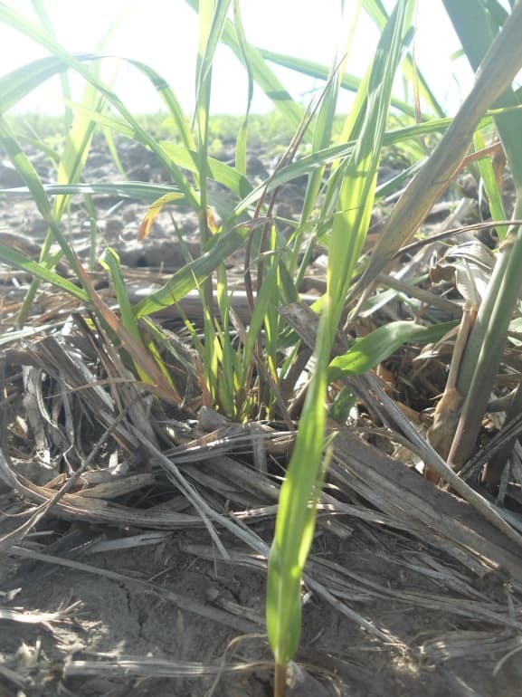 Fotografía de campo del informe original de Nano-Gro