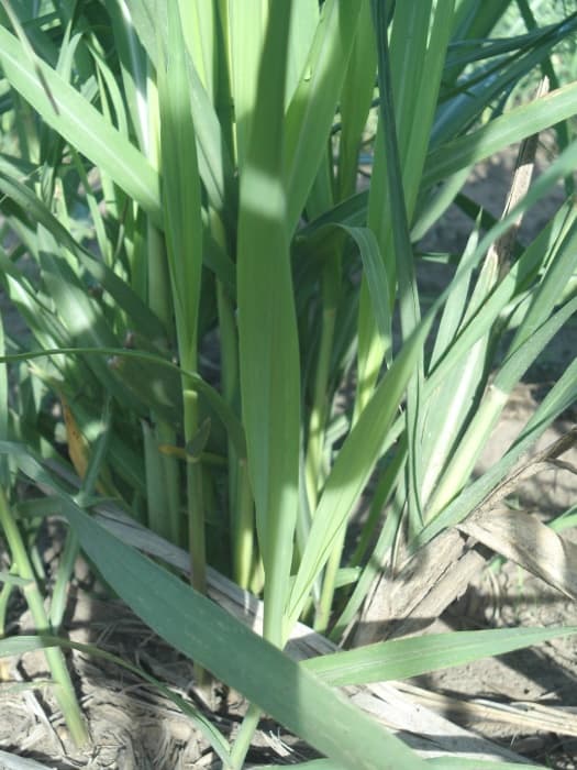Fotografía de campo del informe original de Nano-Gro