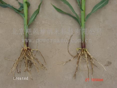 Fotografía de campo del informe original de Nano-Gro