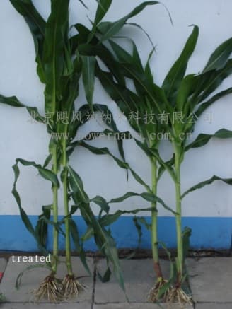 Fotografía de campo del informe original de Nano-Gro