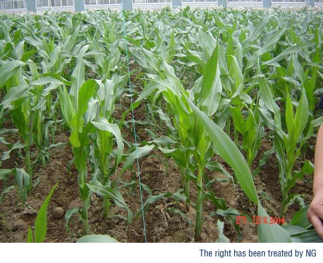 Fotografía de campo del informe original de Nano-Gro