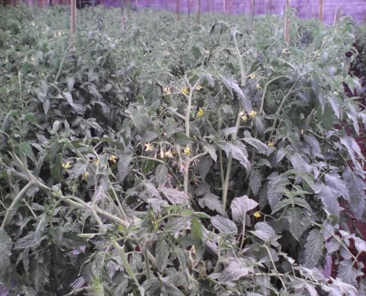 Fotografía de campo del informe original de Nano-Gro