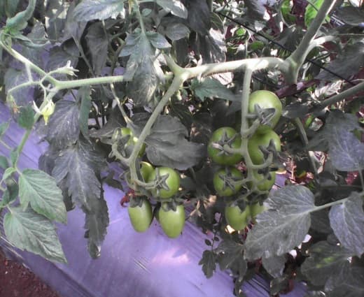Fotografía de campo del informe original de Nano-Gro