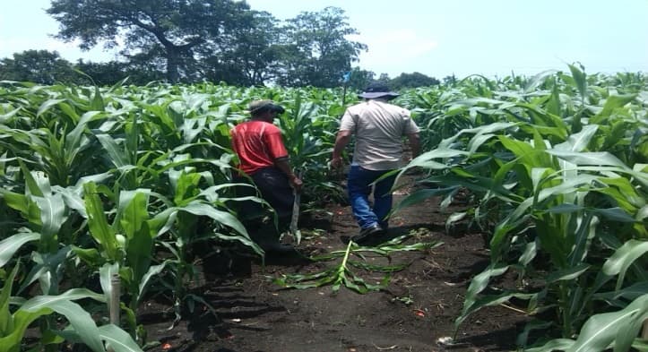 Fotografía de campo del informe original de Nano-Gro