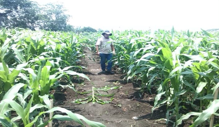 Fotografía de campo del informe original de Nano-Gro