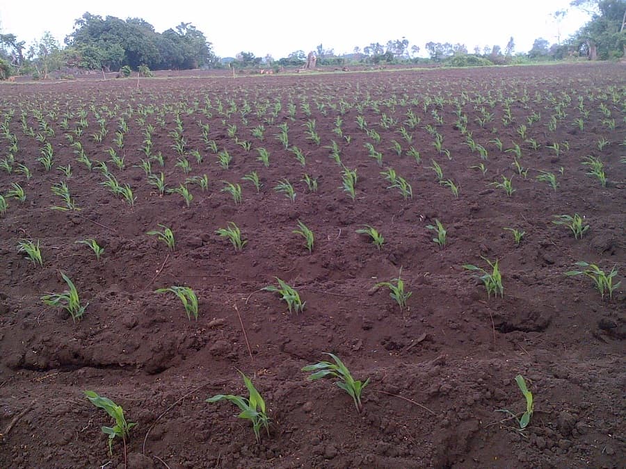 Fotografía de campo del informe original de Nano-Gro
