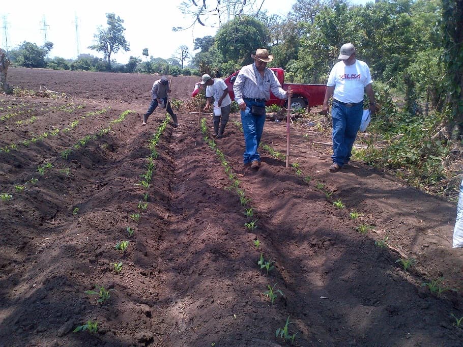 Fotografía de campo del informe original de Nano-Gro