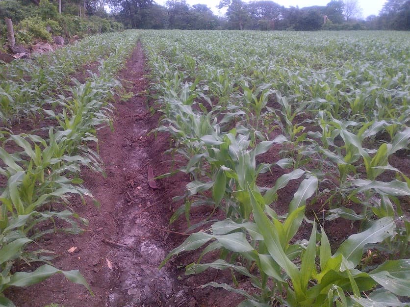 Fotografía de campo del informe original de Nano-Gro